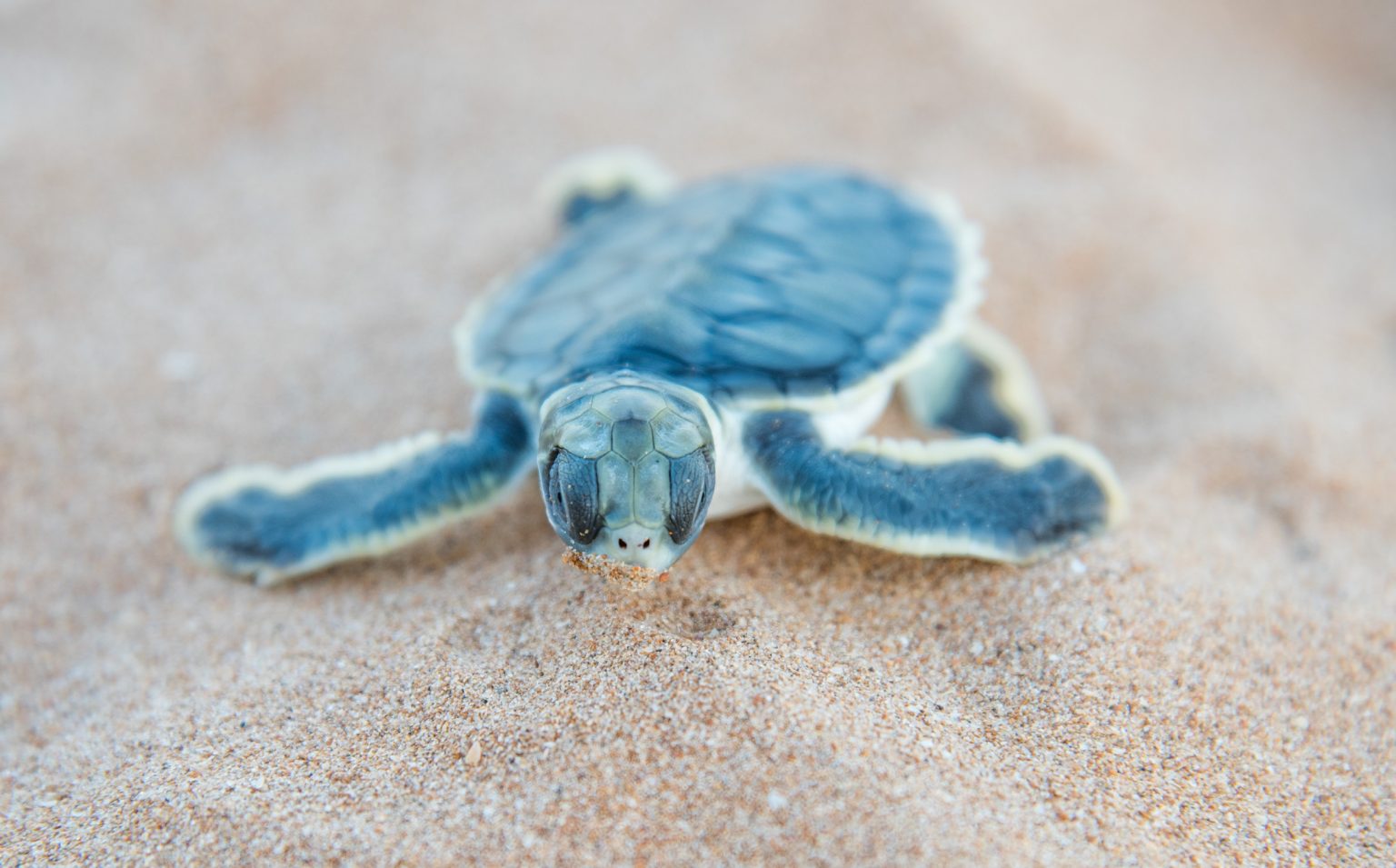 TORTUGA PLANA Natator Depressus Ven A Conocerla