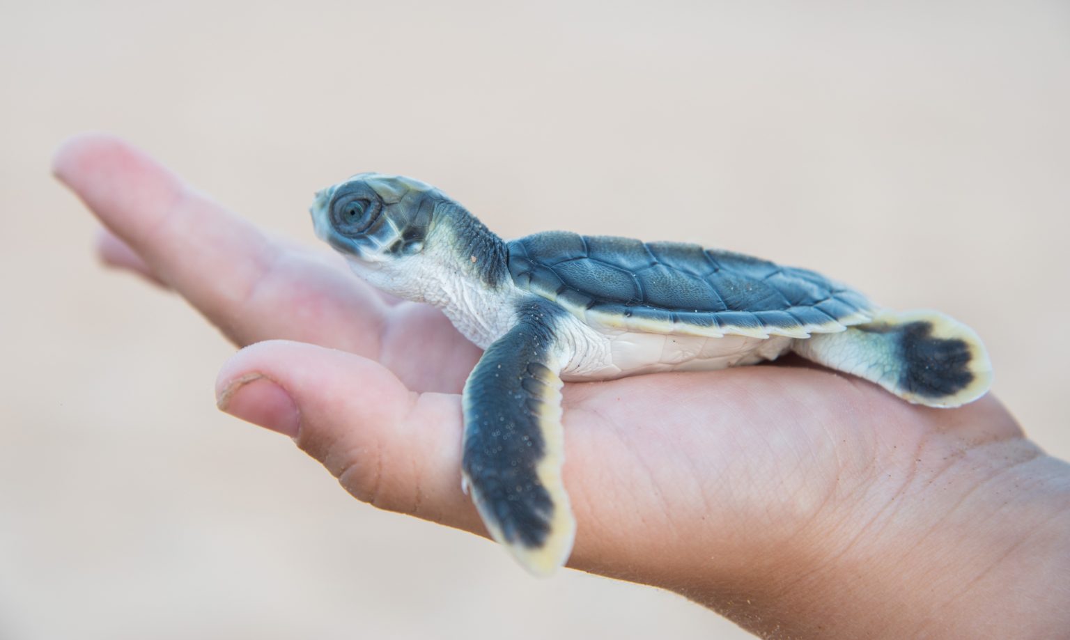 Tortuga Plana Natator Depressus Ven A Conocerla