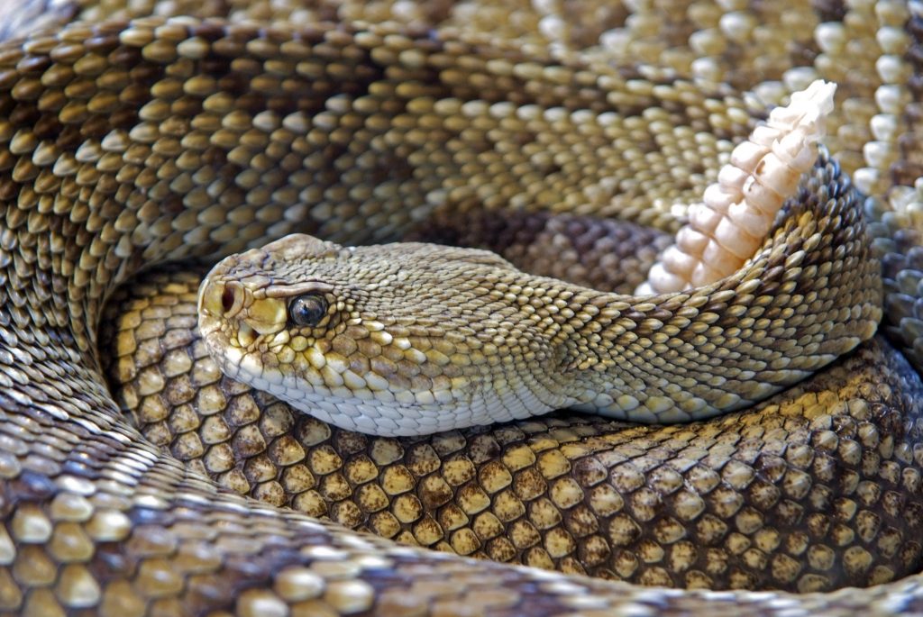 Reptiles serpiente de cascabel