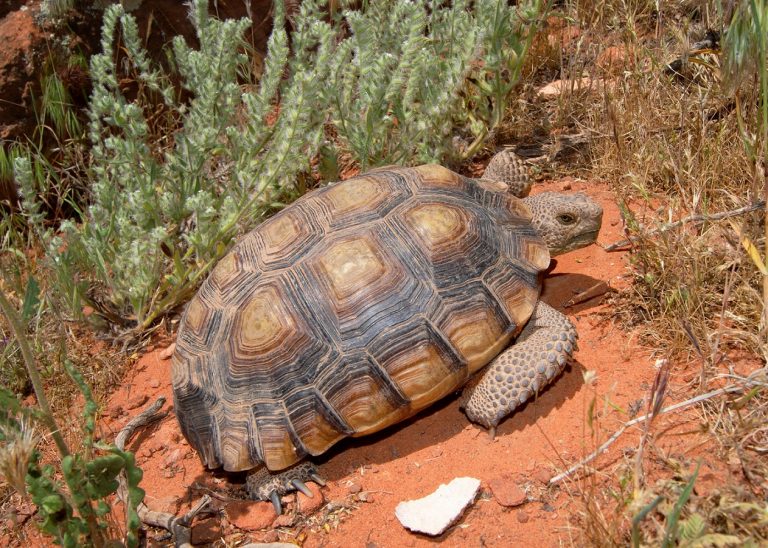 TORTUGA DEL DESIERTO DE MOJAVE】 - Gopherus agassizii