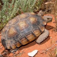 gopherus agassizii tortuga del desierto de mojave