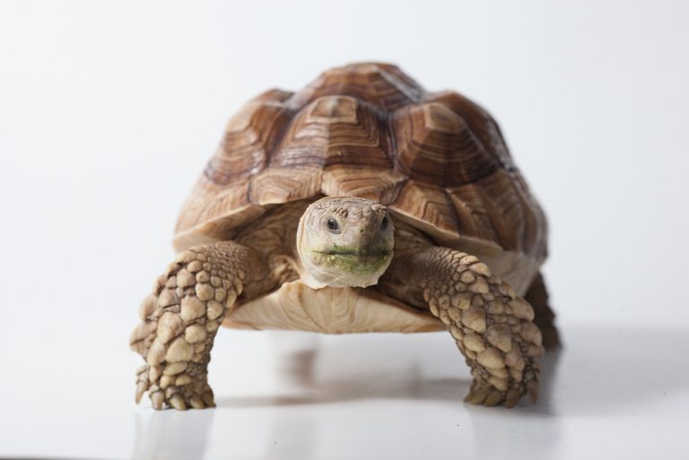 Tortuga Sulcata 】 Geochelone Sulcata 