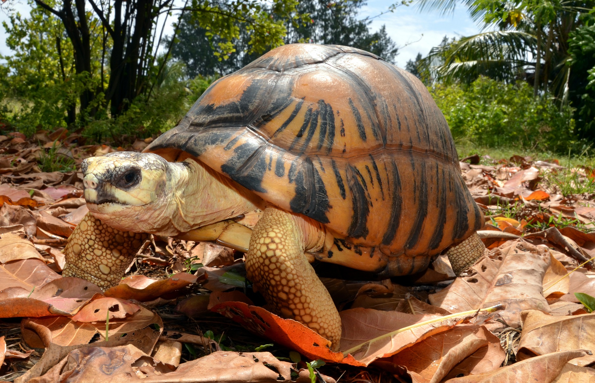 TORTUGA RADIADA 】- Astrochelys Radiata. Ven A Conocerla