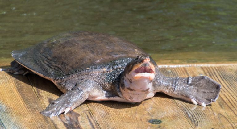 TORTUGA CAPARAZÓN BLANDO DE FLORIDA 】- Apalone ferox