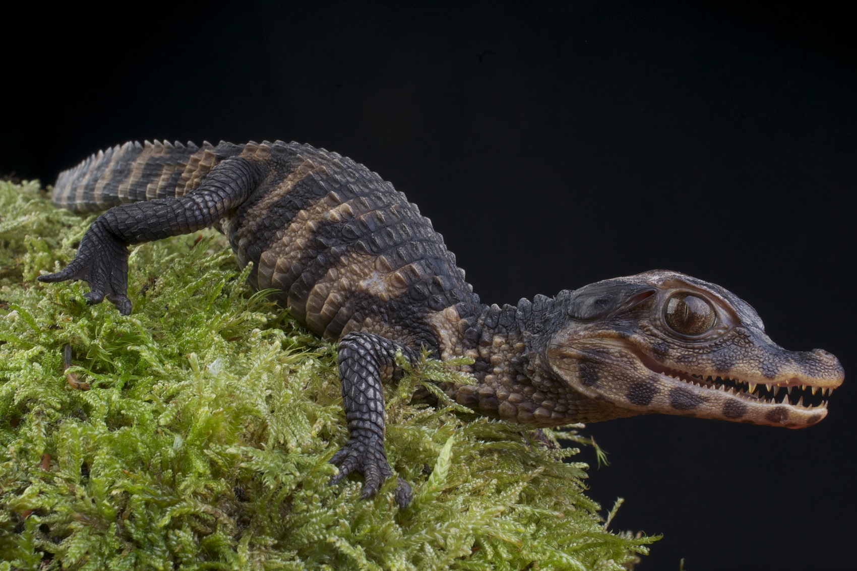 CAIMÁN ENANO DE CUVIER 】- Paleosuchus Palpebrosus